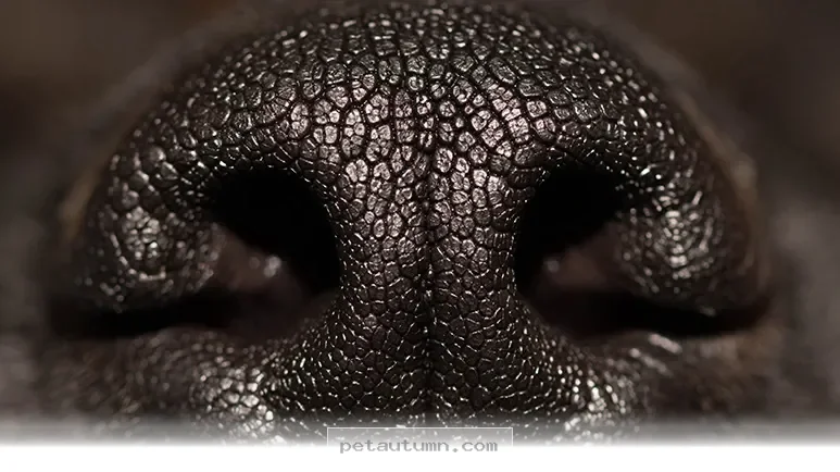 Discover Why Your Pet’s Unique Nose Print Is Special in 2026