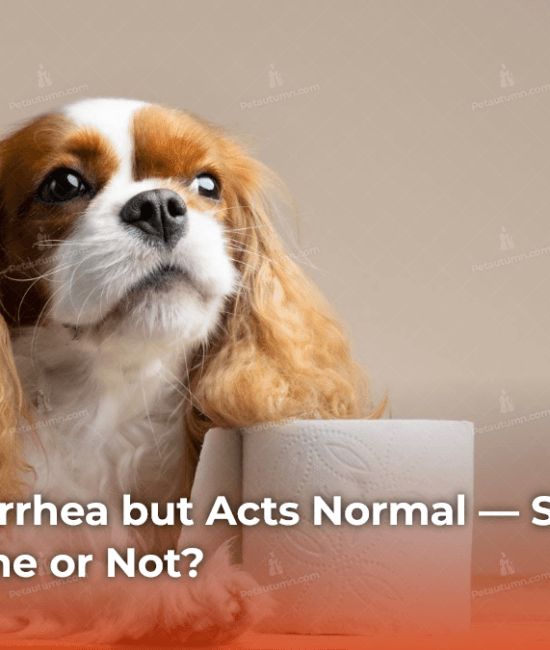 dog-has-diarrhea-but-acts-normal-should-you-treat-at-home-or-not