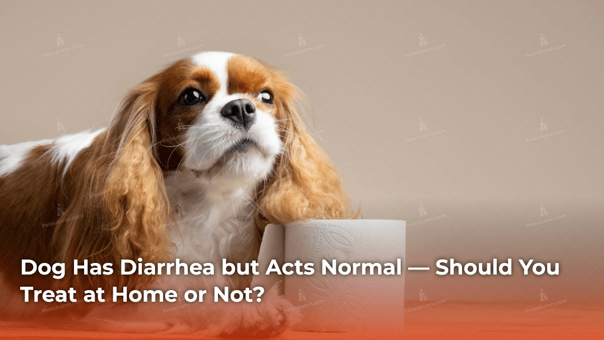 dog-has-diarrhea-but-acts-normal-should-you-treat-at-home-or-not