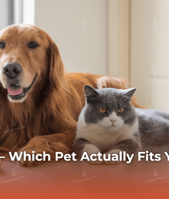 dog-vs-cat-which-pet-actually-fits-your-life-in-2026