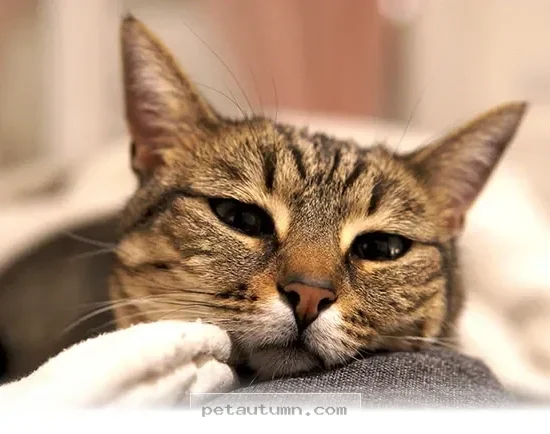 Essential 2026 Health Tips Every American Cat Owner Should Know Now