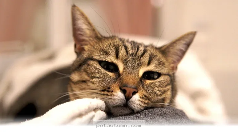 Essential 2026 Health Tips Every American Cat Owner Should Know Now