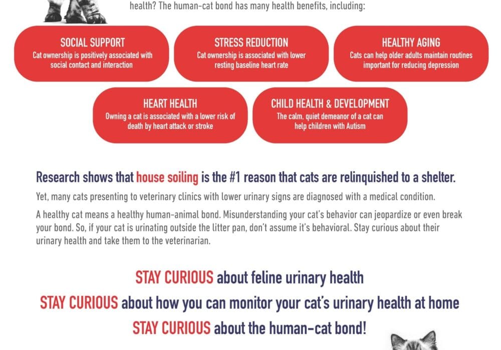 Essential Guide to 2026 Cat Bladder Health and Bathroom Habits