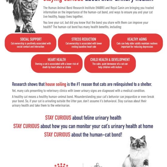 Essential Guide to 2026 Cat Bladder Health and Bathroom Habits