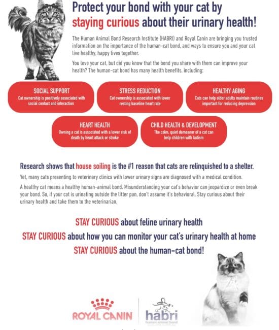 Essential Guide to 2026 Cat Bladder Health and Bathroom Habits