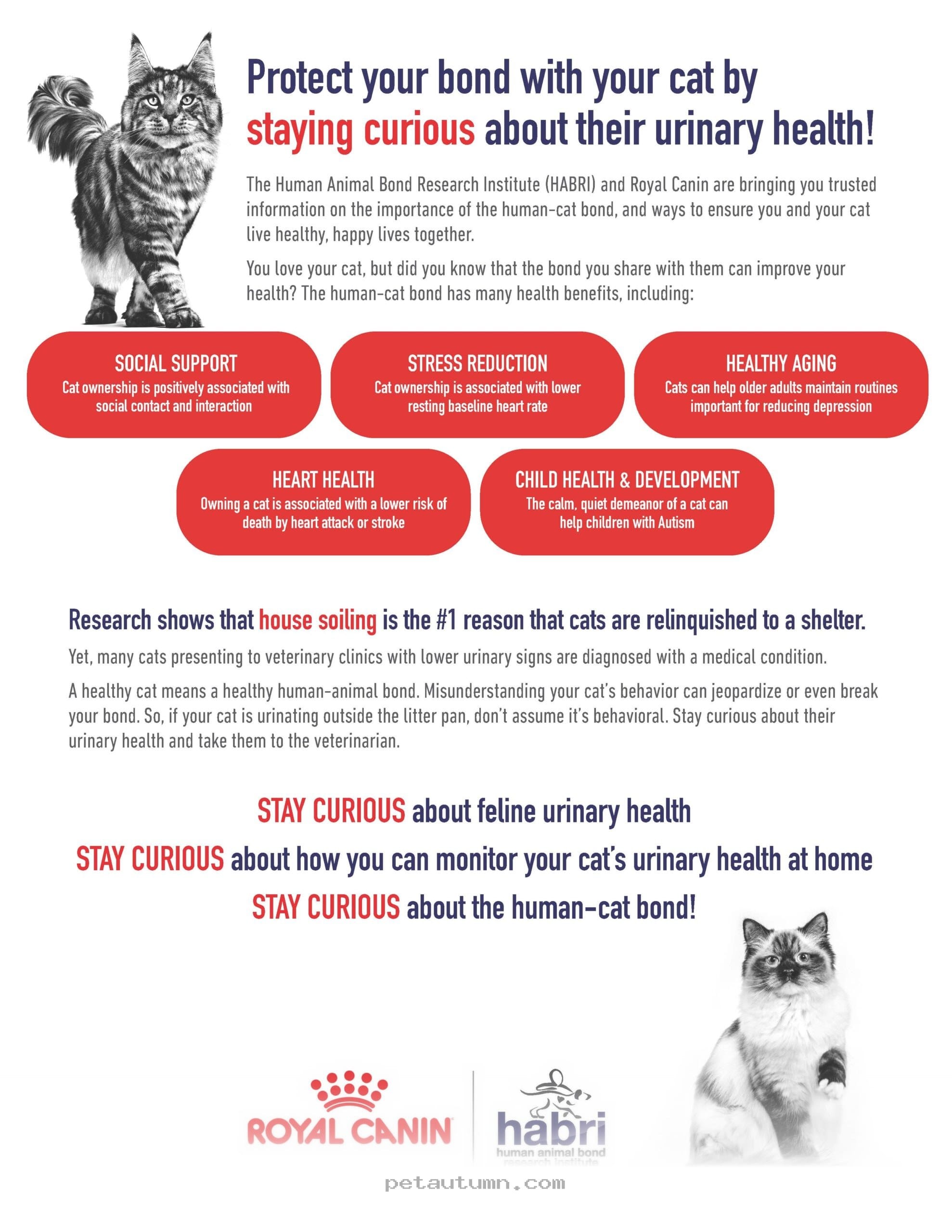 Essential Guide to 2026 Cat Bladder Health and Bathroom Habits