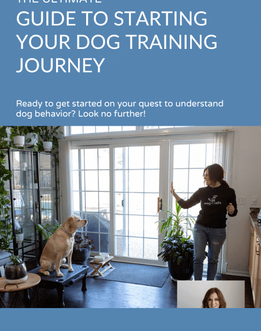 Essential Reasons to Start Your Dog Training Journey in 2026