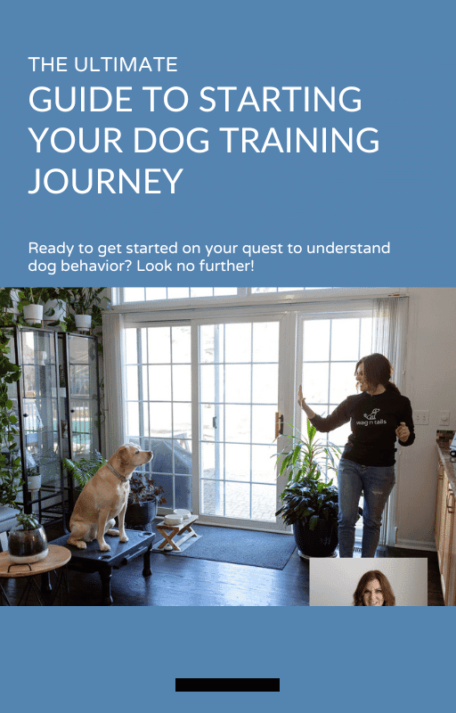 Essential Reasons to Start Your Dog Training Journey in 2026