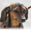 Essential Tips for Enjoying Public Outings With Your Dog in 2026