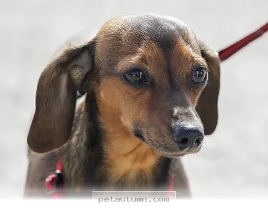 Essential Tips for Enjoying Public Outings With Your Dog in 2026