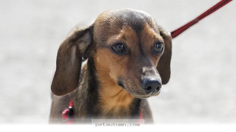 Essential Tips for Enjoying Public Outings With Your Dog in 2026
