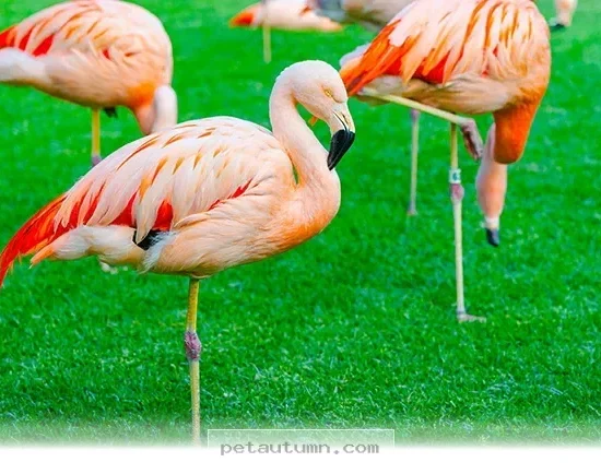 Fascinating Reasons Why Flamingos Balance on 1 Leg in 2026 Studies
