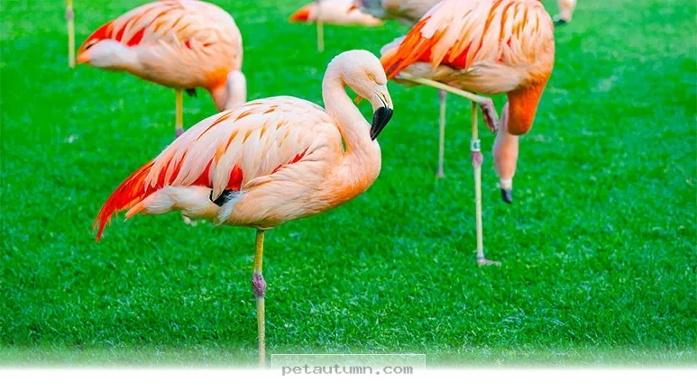Fascinating Reasons Why Flamingos Balance on 1 Leg in 2026 Studies