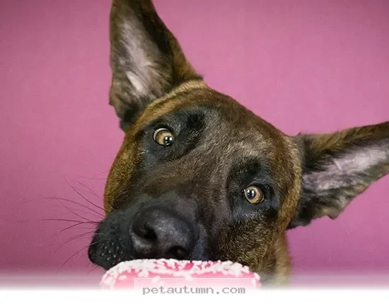 Healthy Snack Tips for Your Pet to Keep Them Happy in 2026