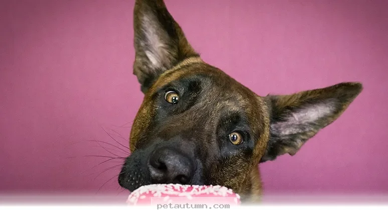 Healthy Snack Tips for Your Pet to Keep Them Happy in 2026