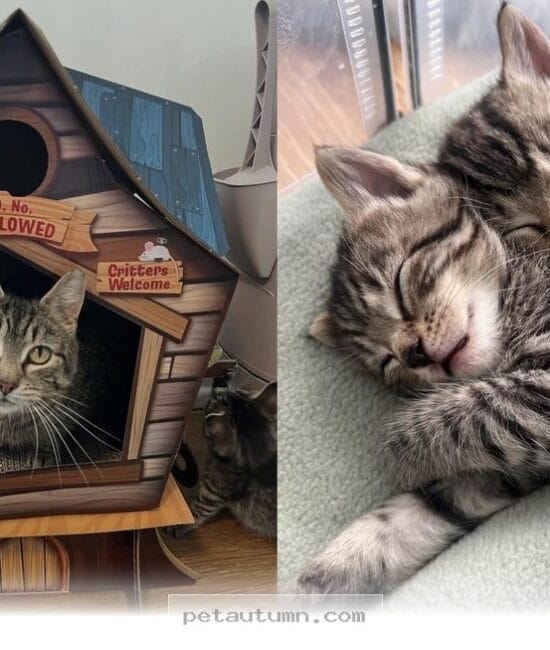Heartwarming 2026 Success Stories of 1 Stray Cat Family Finding Homes