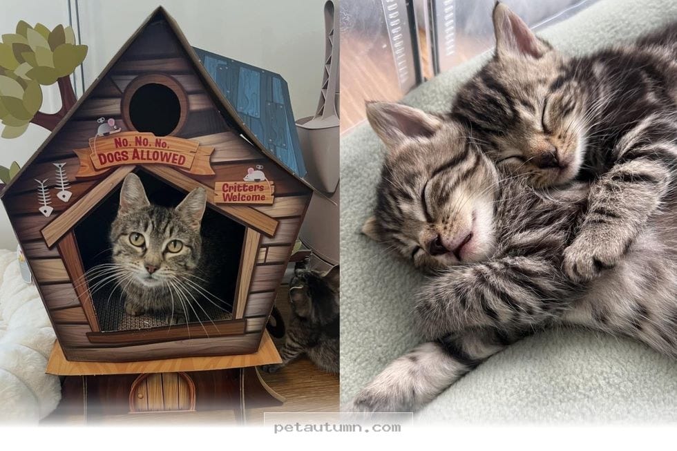 Heartwarming 2026 Success Stories of 1 Stray Cat Family Finding Homes