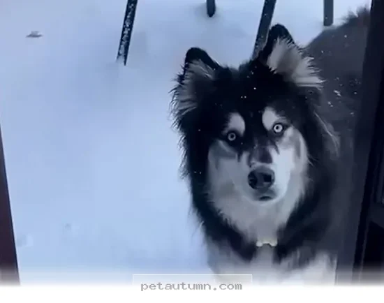 Heartwarming Tales of 1 Dog Surviving the Winter Freeze in 2026