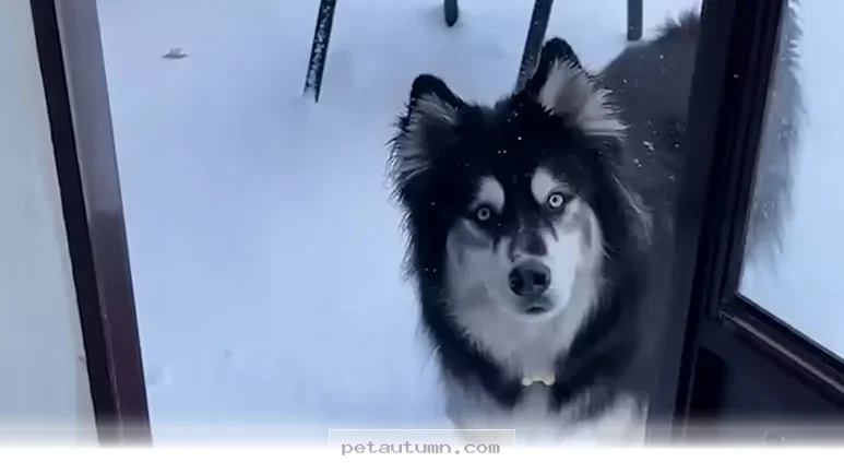 Heartwarming Tales of 1 Dog Surviving the Winter Freeze in 2026