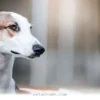 Help 5 Loving Dogs Find Their Forever Homes This Year in 2026
