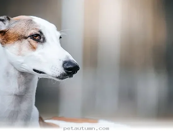 Help 5 Loving Dogs Find Their Forever Homes This Year in 2026