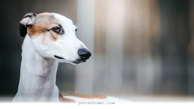 Help 5 Loving Dogs Find Their Forever Homes This Year in 2026