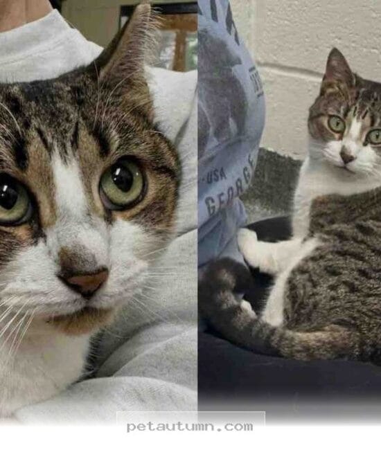 Help This Sweet 2026 Rescue Cat Find a Loving Home and Cozy Lap