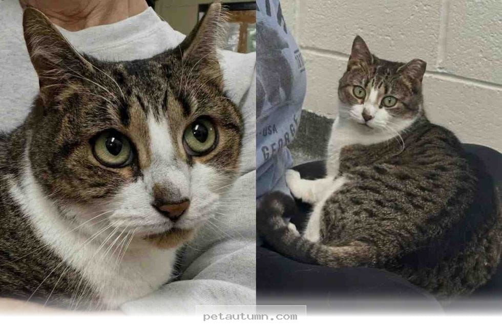 Help This Sweet 2026 Rescue Cat Find a Loving Home and Cozy Lap