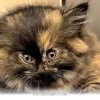 Helpful 2026 Guide to Managing 1 Rare Kitten Health Condition at Home
