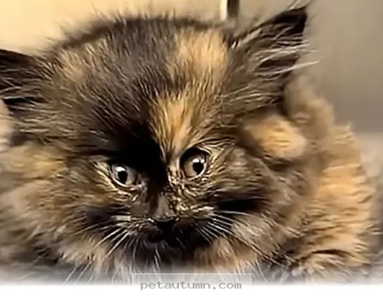 Helpful 2026 Guide to Managing 1 Rare Kitten Health Condition at Home