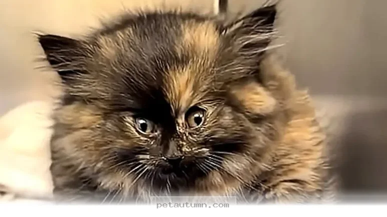Helpful 2026 Guide to Managing 1 Rare Kitten Health Condition at Home