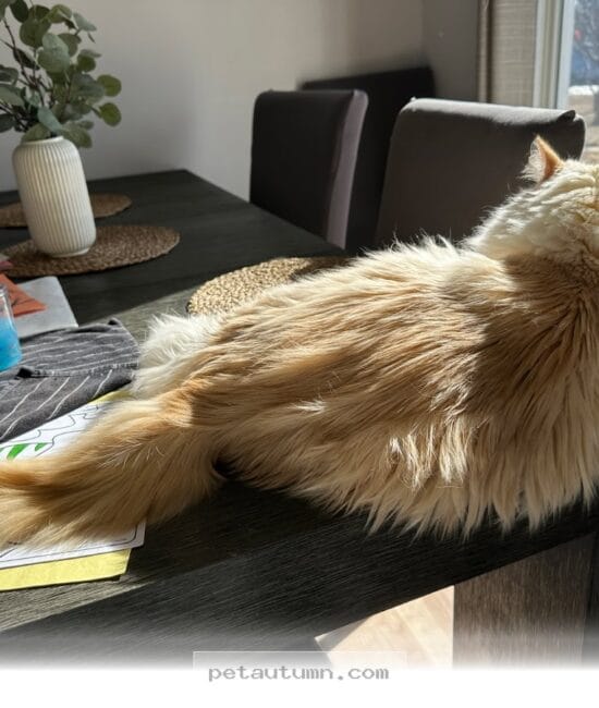 Helpful Tips for Keeping Your 5 Favorite Cats Happy in the 2026 Sun