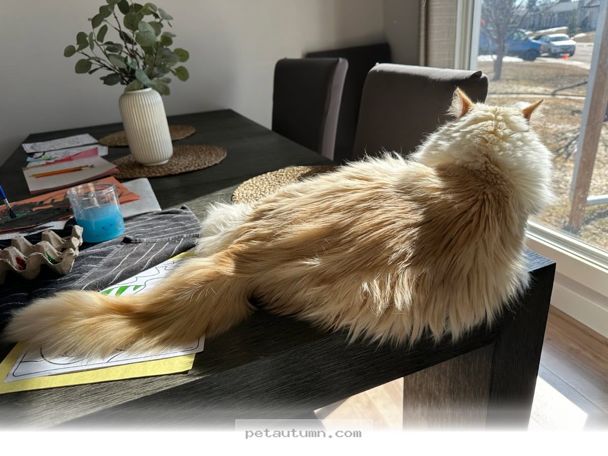 Helpful Tips for Keeping Your 5 Favorite Cats Happy in the 2026 Sun