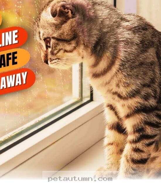 Helpful Tips for Keeping Your Cat Happy While You Are Away in 2026