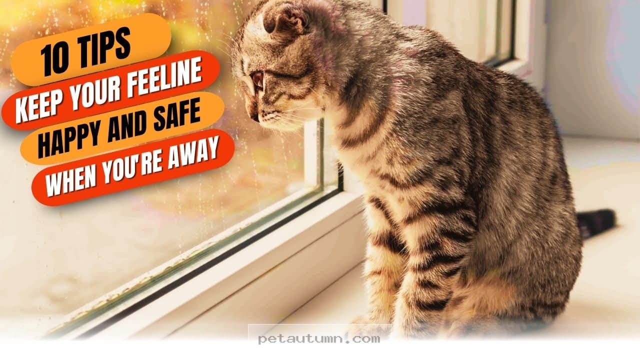 Helpful Tips for Keeping Your Cat Happy While You Are Away in 2026