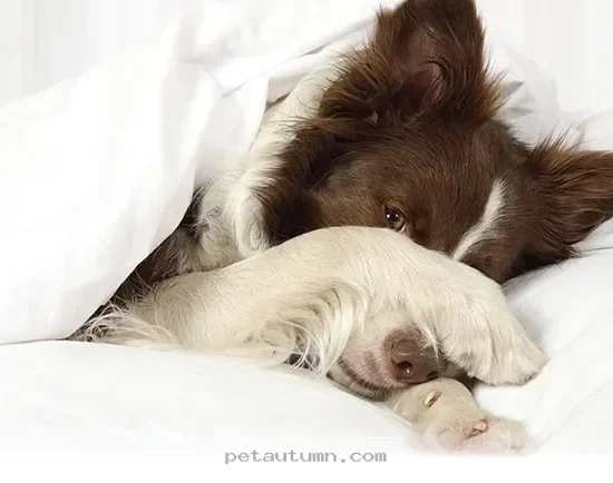 Helpful Tips for Spotting 10 Common Canine Headache Symptoms in 2026