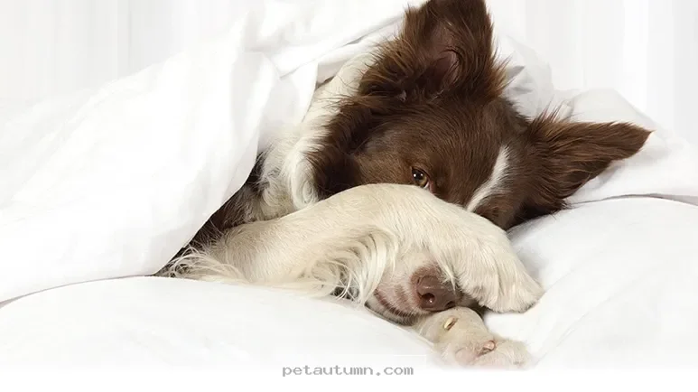 Helpful Tips for Spotting 10 Common Canine Headache Symptoms in 2026