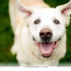 Helping Your Senior Dog Feel Young Again With 5 Tips for 2026