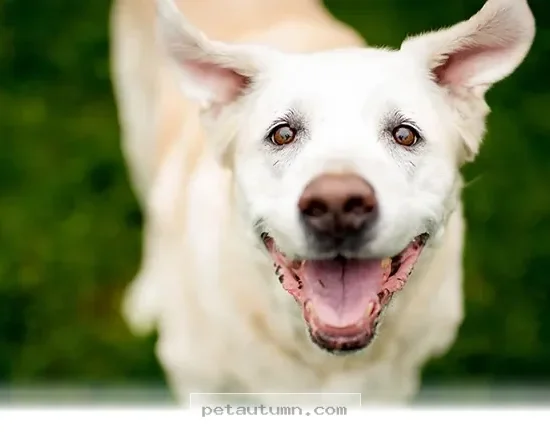Helping Your Senior Dog Feel Young Again With 5 Tips for 2026