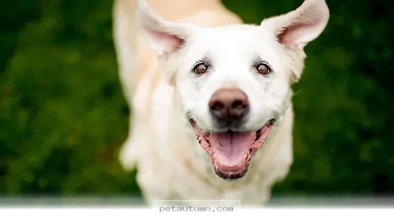 Helping Your Senior Dog Feel Young Again With 5 Tips for 2026