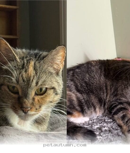 How 1 Brave Little Cat Found Her Forever Home During Winter 2026