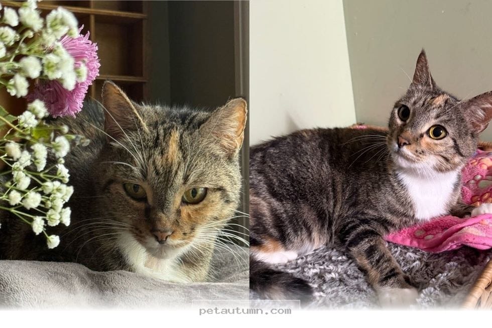 How 1 Brave Little Cat Found Her Forever Home During Winter 2026
