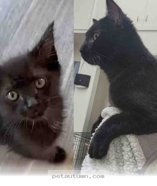 How 1 Brave Little Kitten Found a Loving Home for Life in 2026