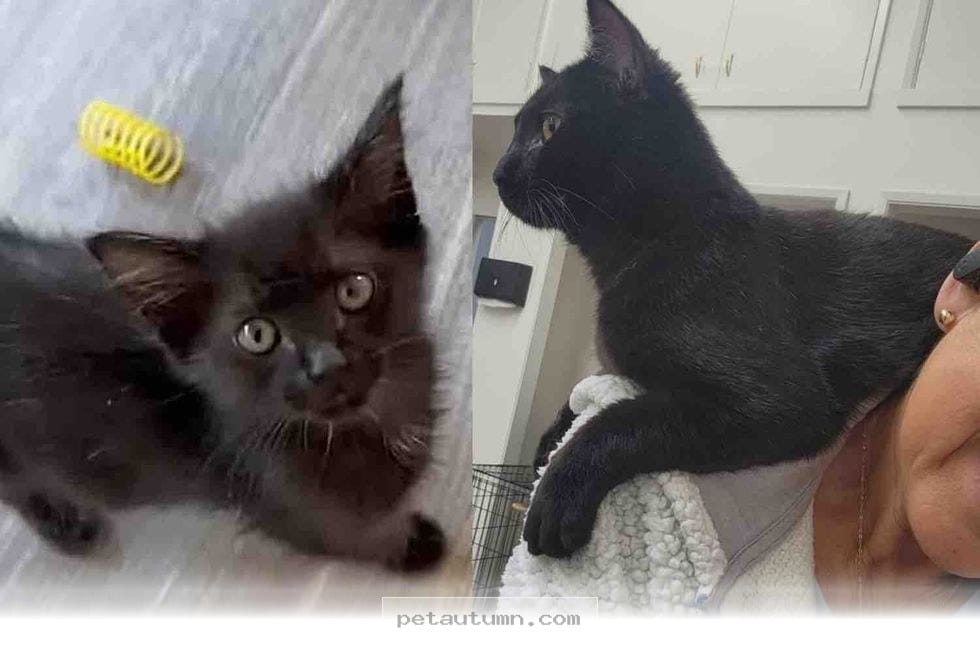 How 1 Brave Little Kitten Found a Loving Home for Life in 2026