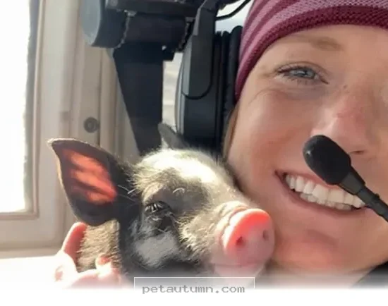 How 1 Brave Little Pig Defied All Expectations for a Happy 2026 Life