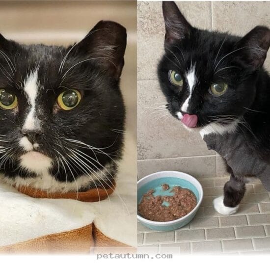 How 1 Happy Rescue Cat Overcame Every Challenge to Thrive in 2026