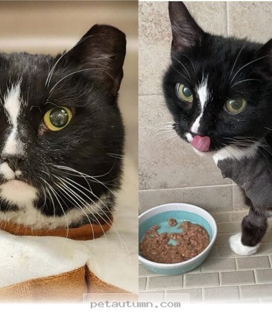 How 1 Happy Rescue Cat Overcame Every Challenge to Thrive in 2026