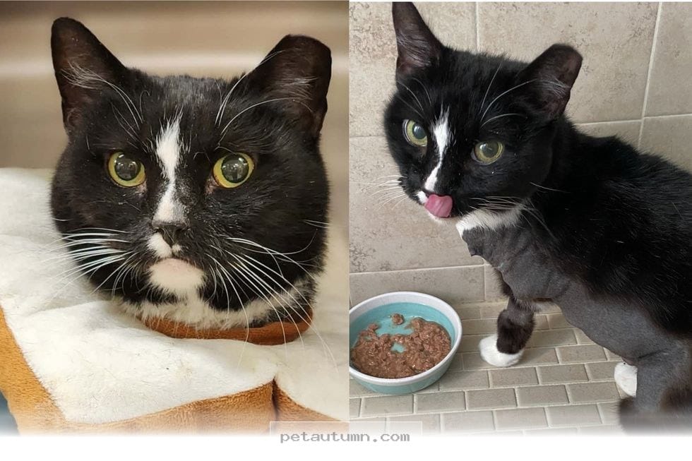 How 1 Happy Rescue Cat Overcame Every Challenge to Thrive in 2026