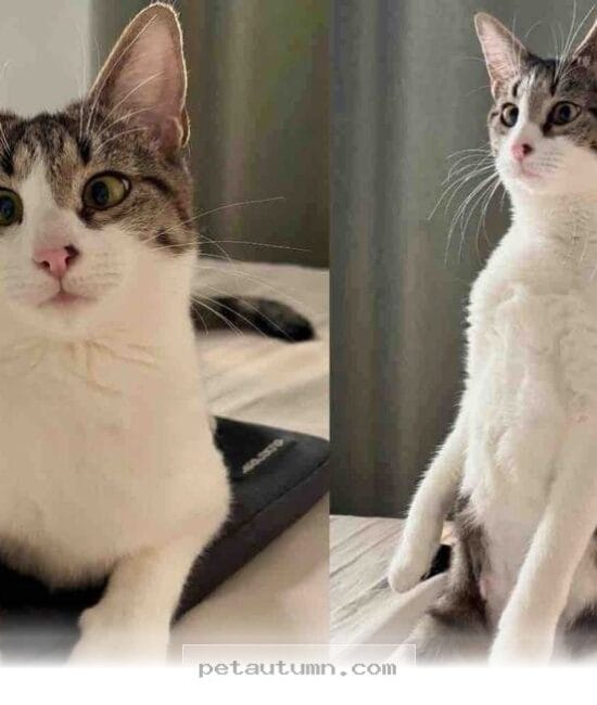 How 1 Happy Rescue Cat Transformed Her Indoor Life During 2026