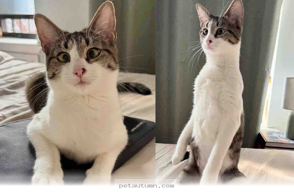How 1 Happy Rescue Cat Transformed Her Indoor Life During 2026